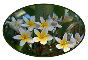 plumeria1